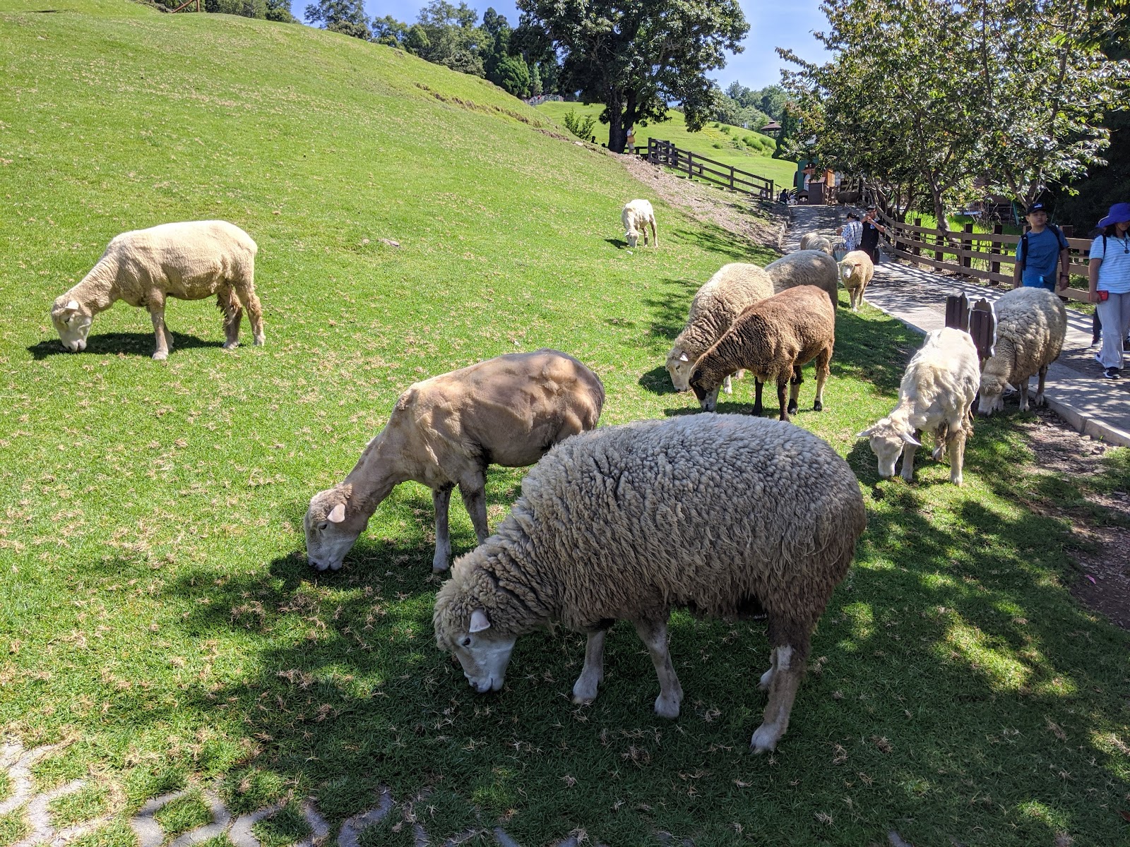 清境農場綿羊秀 — photo 20